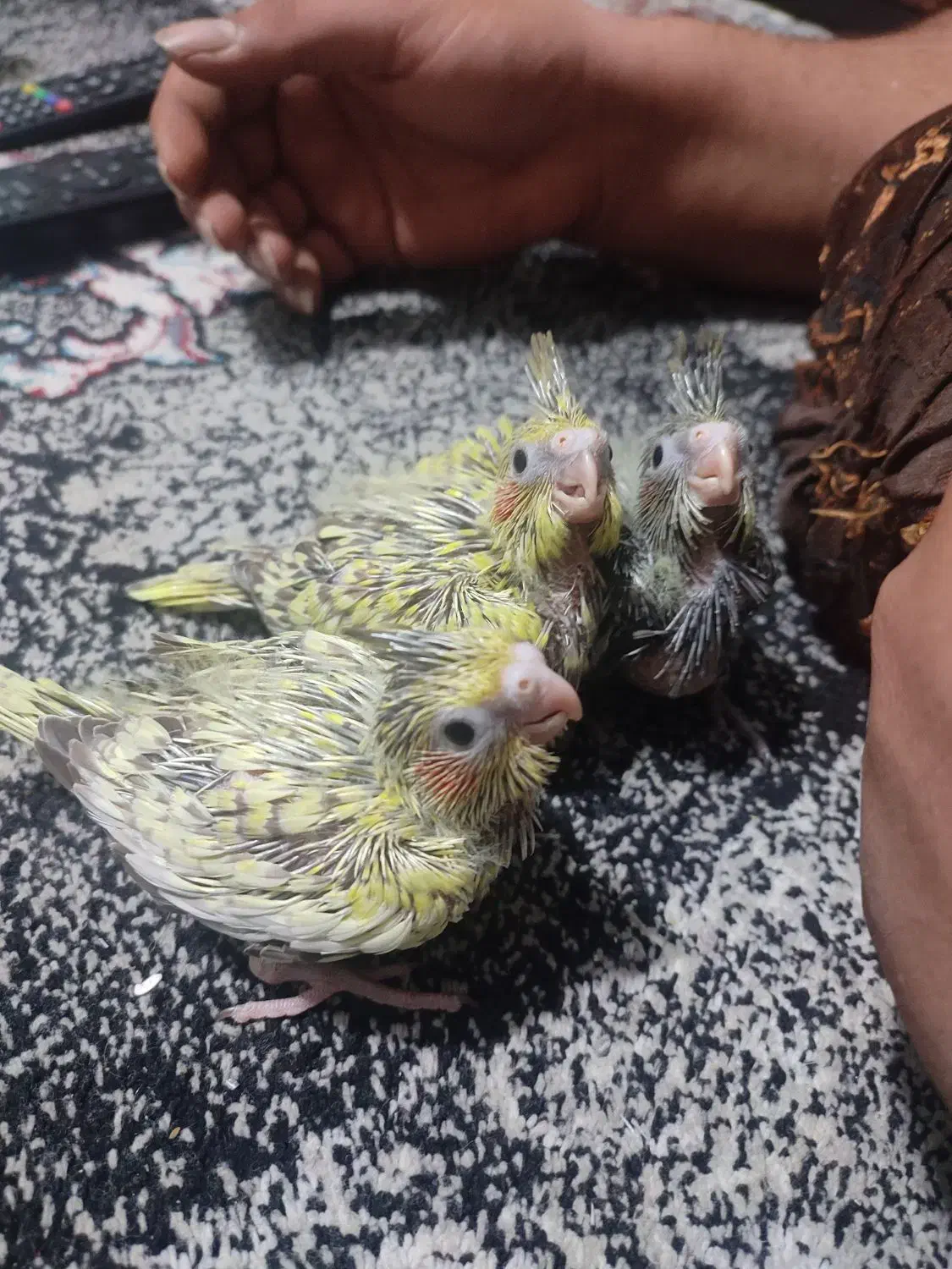 جوجه عروس هلندی سرلاکی|پرنده|اهواز, کوی جانبازان(دانش)|دیوار