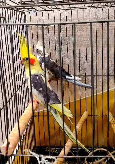 جفت عروس هلندی جوان مولد کارداده با قفس کامل|پرنده|شیراز, ریاستی|دیوار