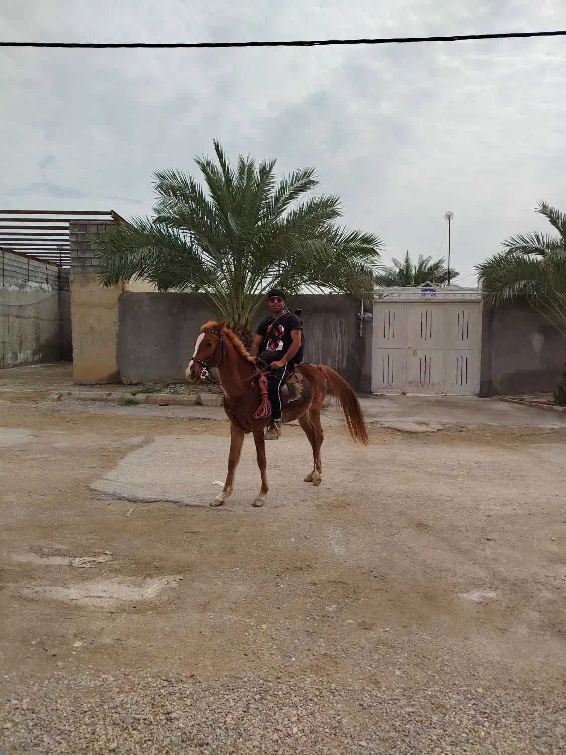 اسب|اسب و تجهیزات اسب‌سواری|امیدیه, |دیوار