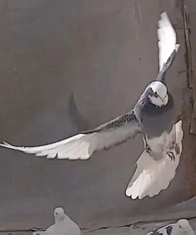 ۸عدد کبوتر طهرانی|پرنده|فرخ‌شهر, |دیوار