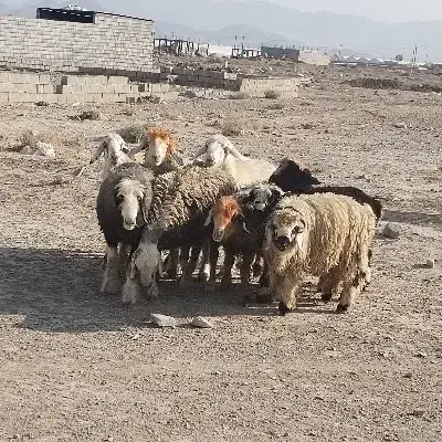 میش و بره|حیوانات مزرعه|تیران, |دیوار