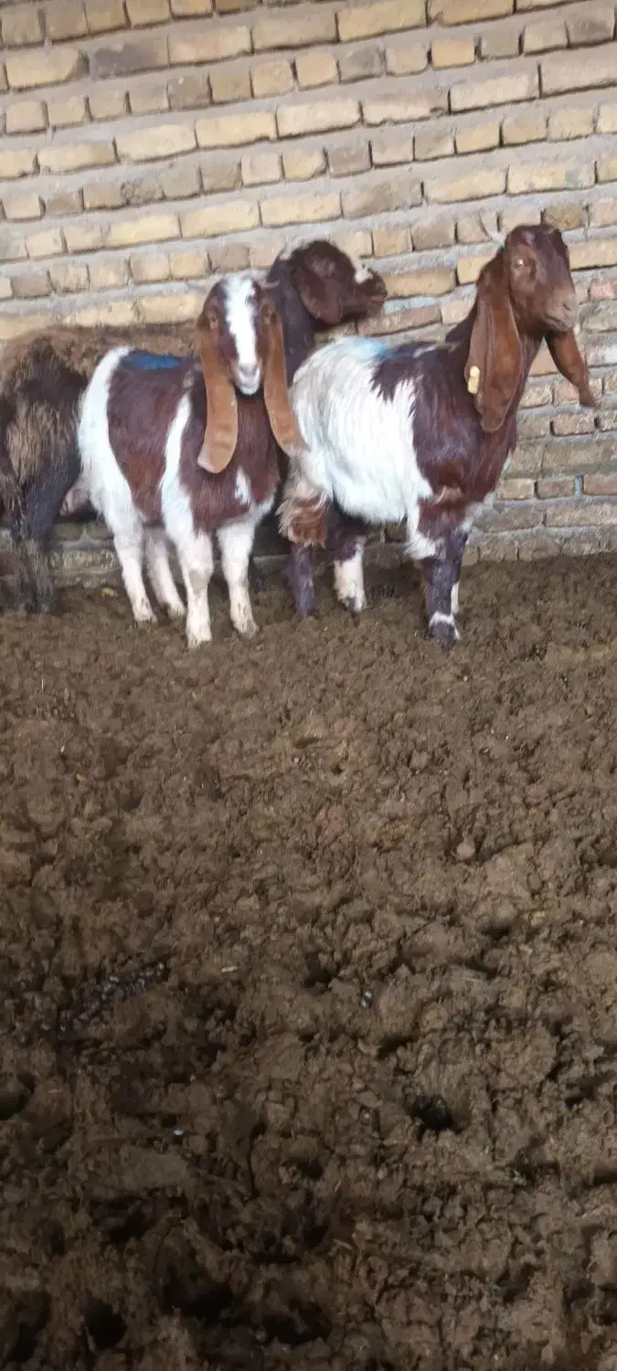 میش بز|حیوانات مزرعه|تربت‌حیدریه, کوی شهید احمدزاده ملکی|دیوار