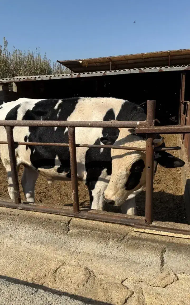 گوساله نر|حیوانات مزرعه|دهگلان, |دیوار