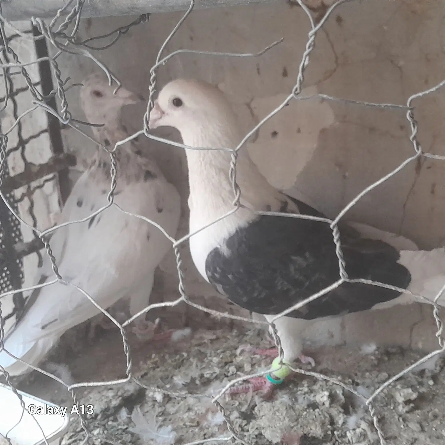 کبوتر|پرنده|زاهدان, |دیوار