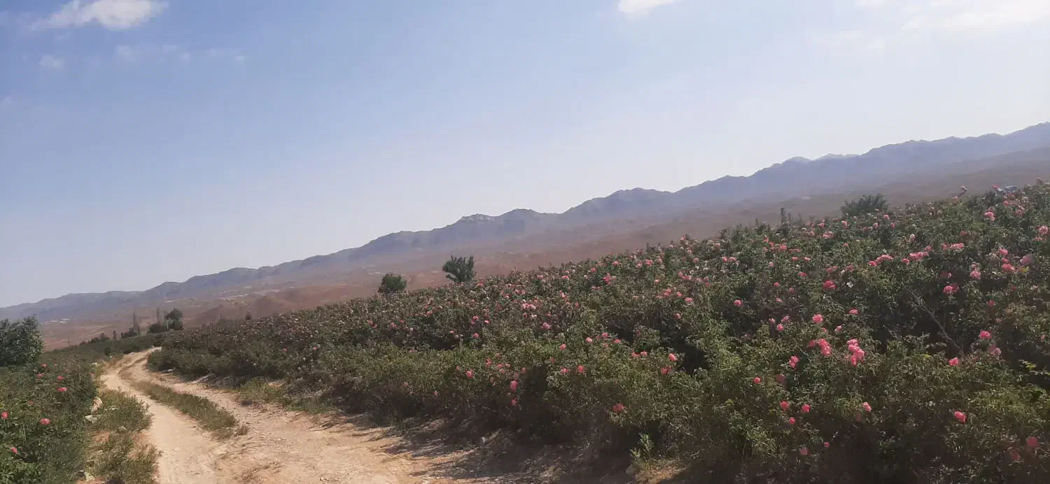 پا جوش درخت خرما مسافتی ۱۵ساله|گل و گیاه طبیعی|ریگان, |دیوار