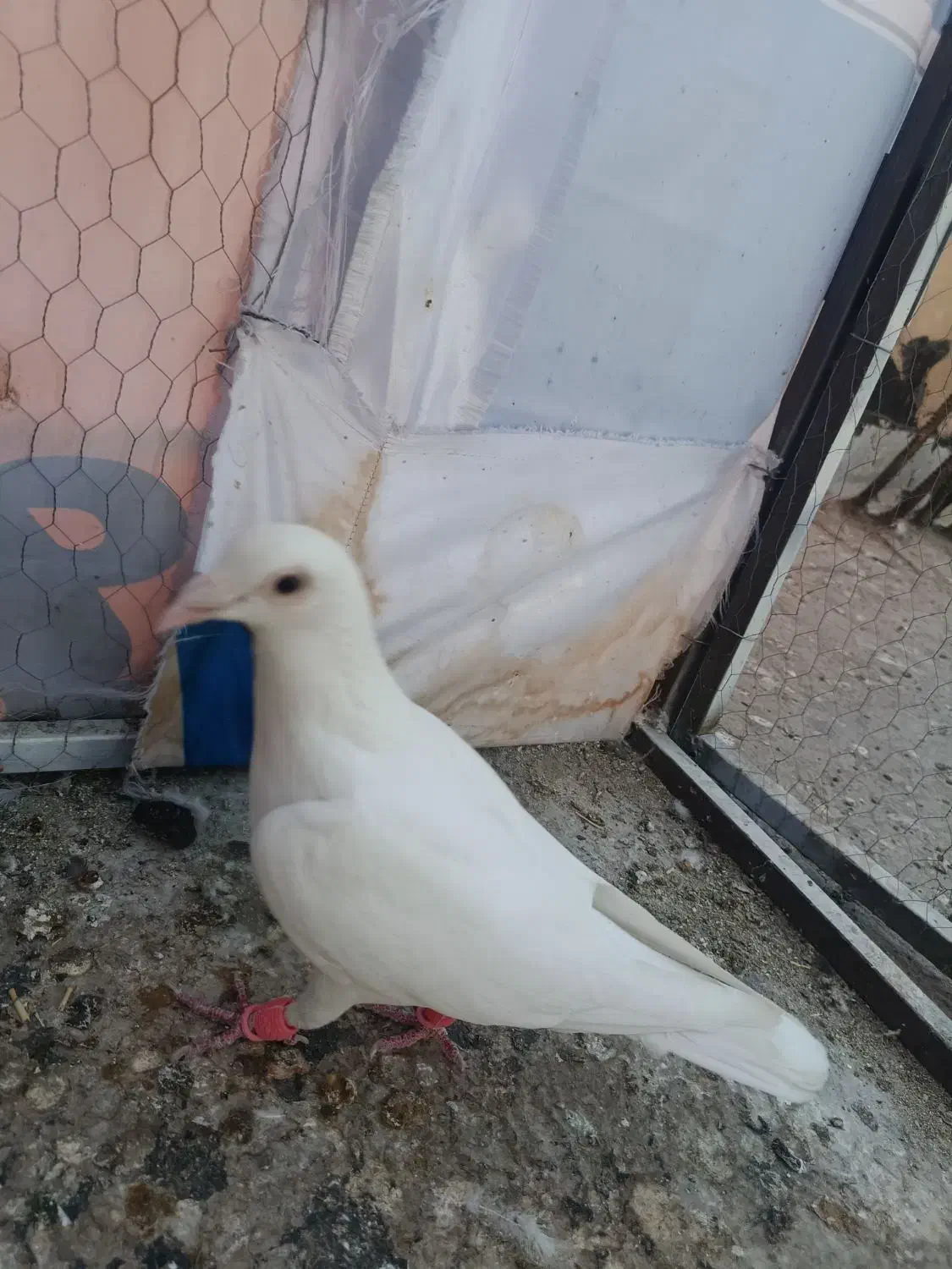 کفتر غریب گیری|پرنده|خاوران, |دیوار