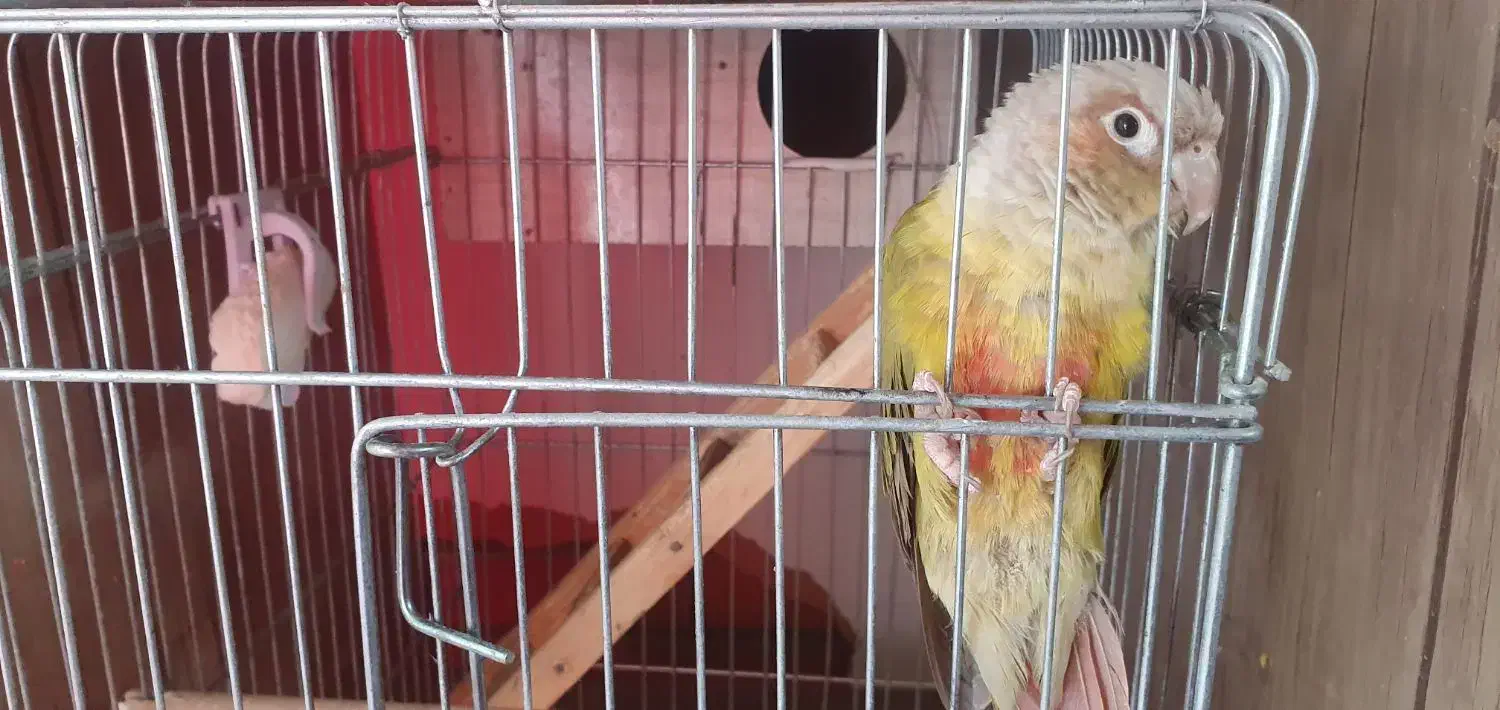 گرینچک نر آناناسی|پرنده|شاهین‌شهر, عطار|دیوار