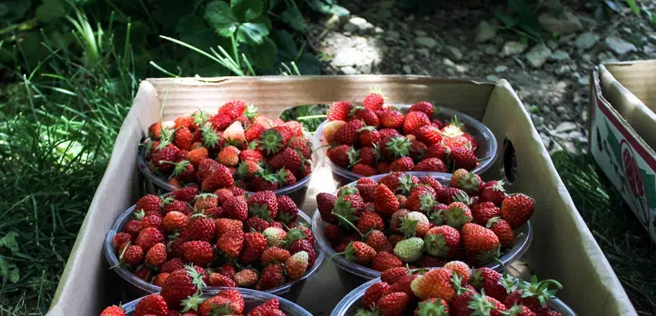 توت فرنگی اعلا سنندج|خوردنی و آشامیدنی|رشت, استادسرا|دیوار