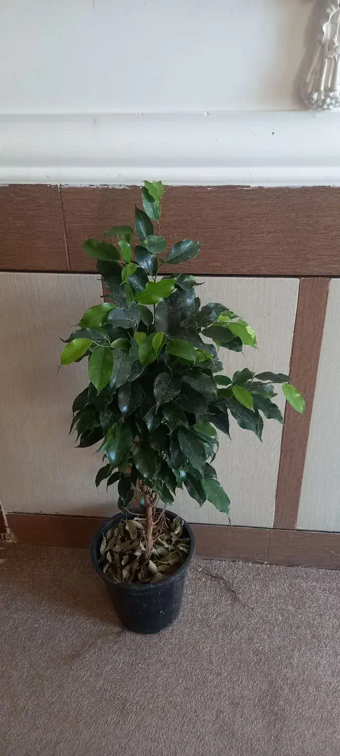 فروش انواع گلهای آپارتمانی|گل و گیاه طبیعی|داراب, |دیوار