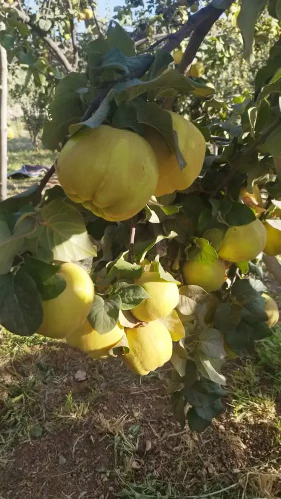 به تازه خرید از کشاورز کیلو 50|خوردنی و آشامیدنی|خانمیرزا, |دیوار