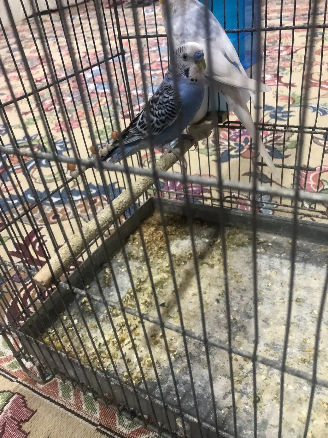 مرغ عشق نر|پرنده|تهران, نعمتآباد|دیوار