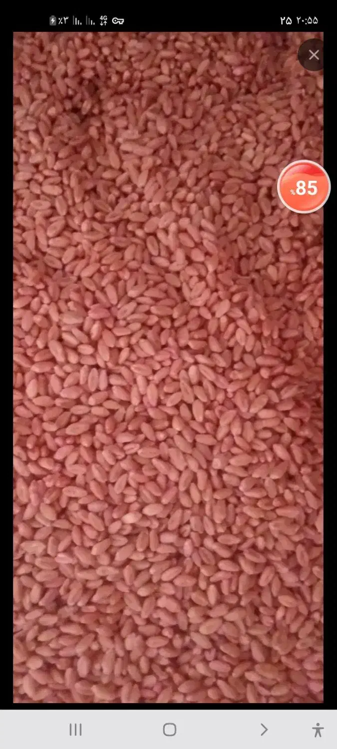 ۲۰۰ کیلو گندم آبی ترابی تمیز منطقه بیلوار|خدمات باغبانی و درختکاری|بیلوار, |دیوار