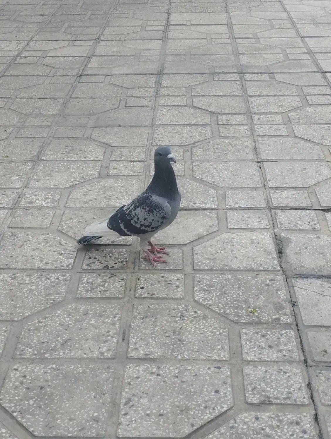 کفتر ماده|پرنده|شیراز, بریجستون|دیوار