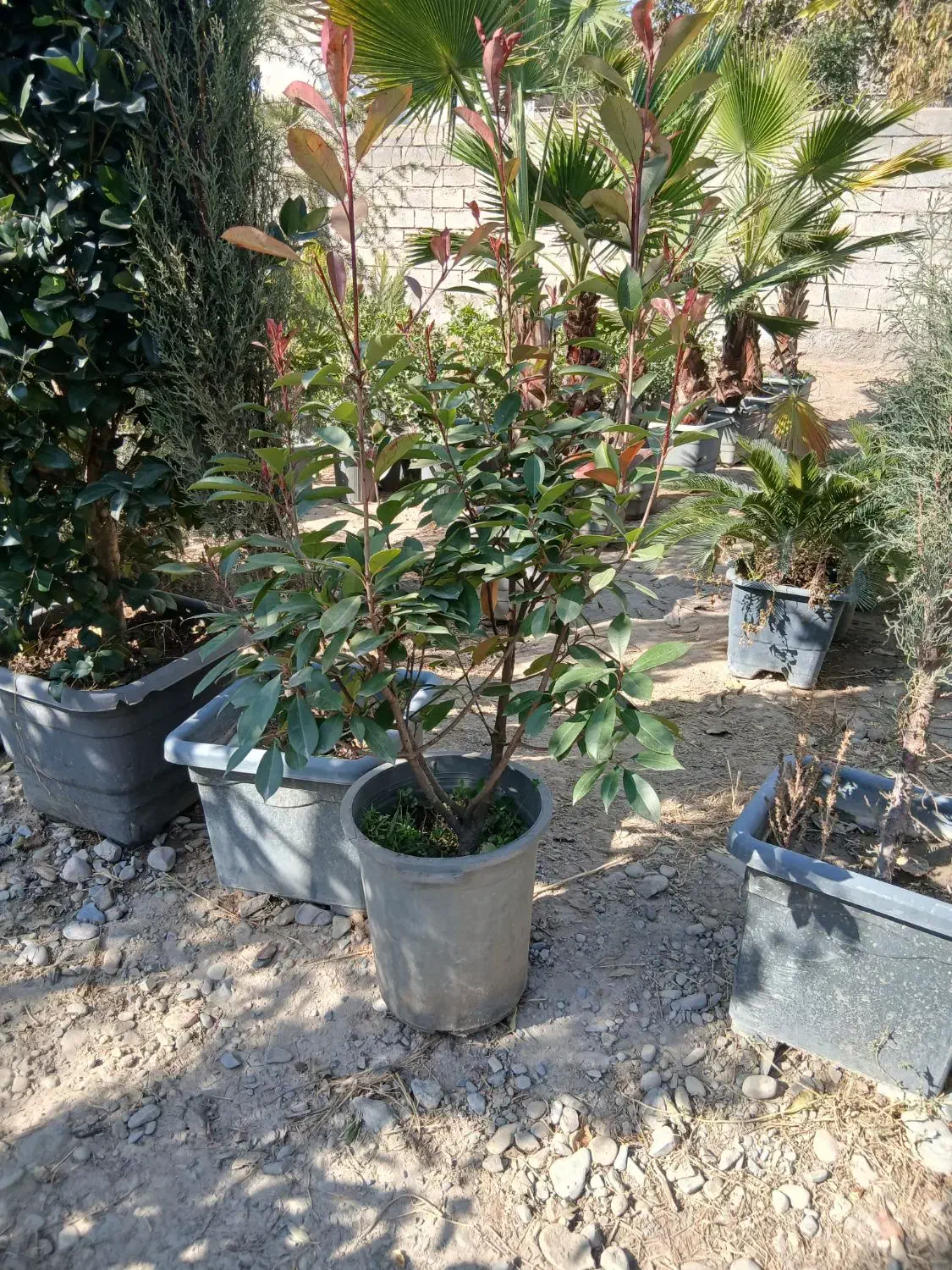 پالم واشینگتن، یاس هلندی، نهال میوه|گل و گیاه طبیعی|شهریار, کردزار|دیوار