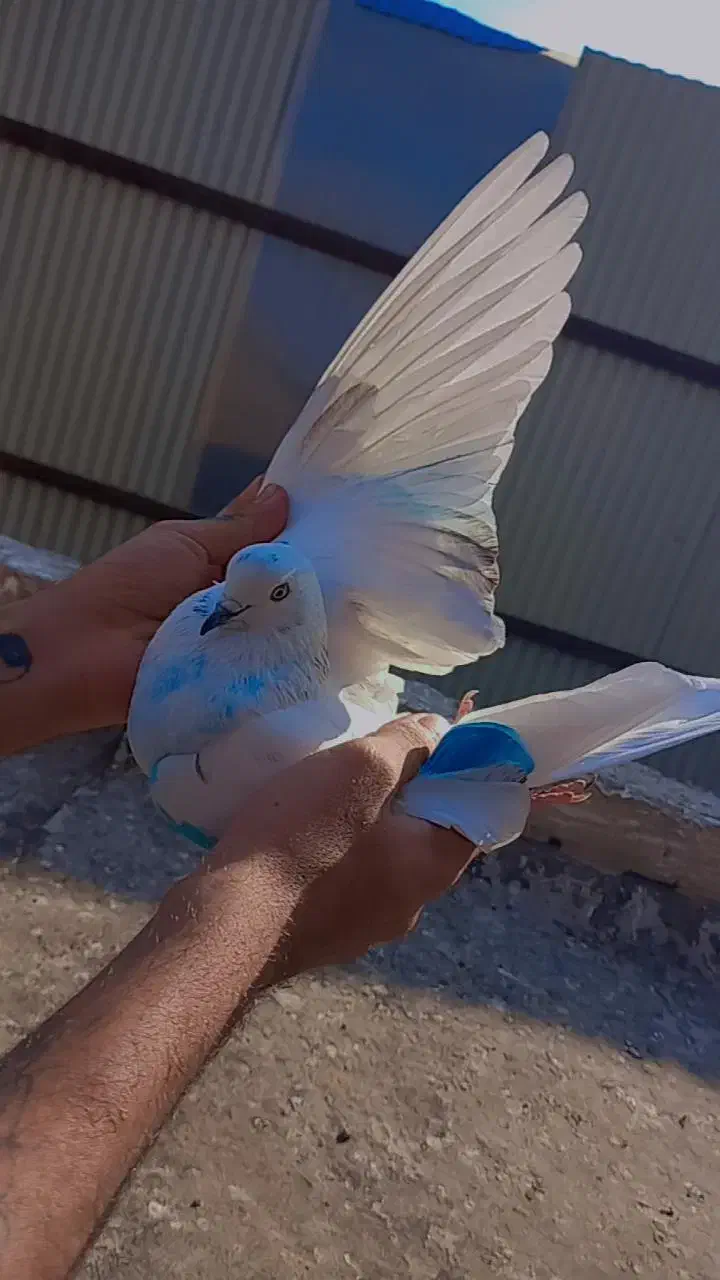 کفتر به شرط|پرنده|پاکدشت, پاکدشت (مامازند)|دیوار