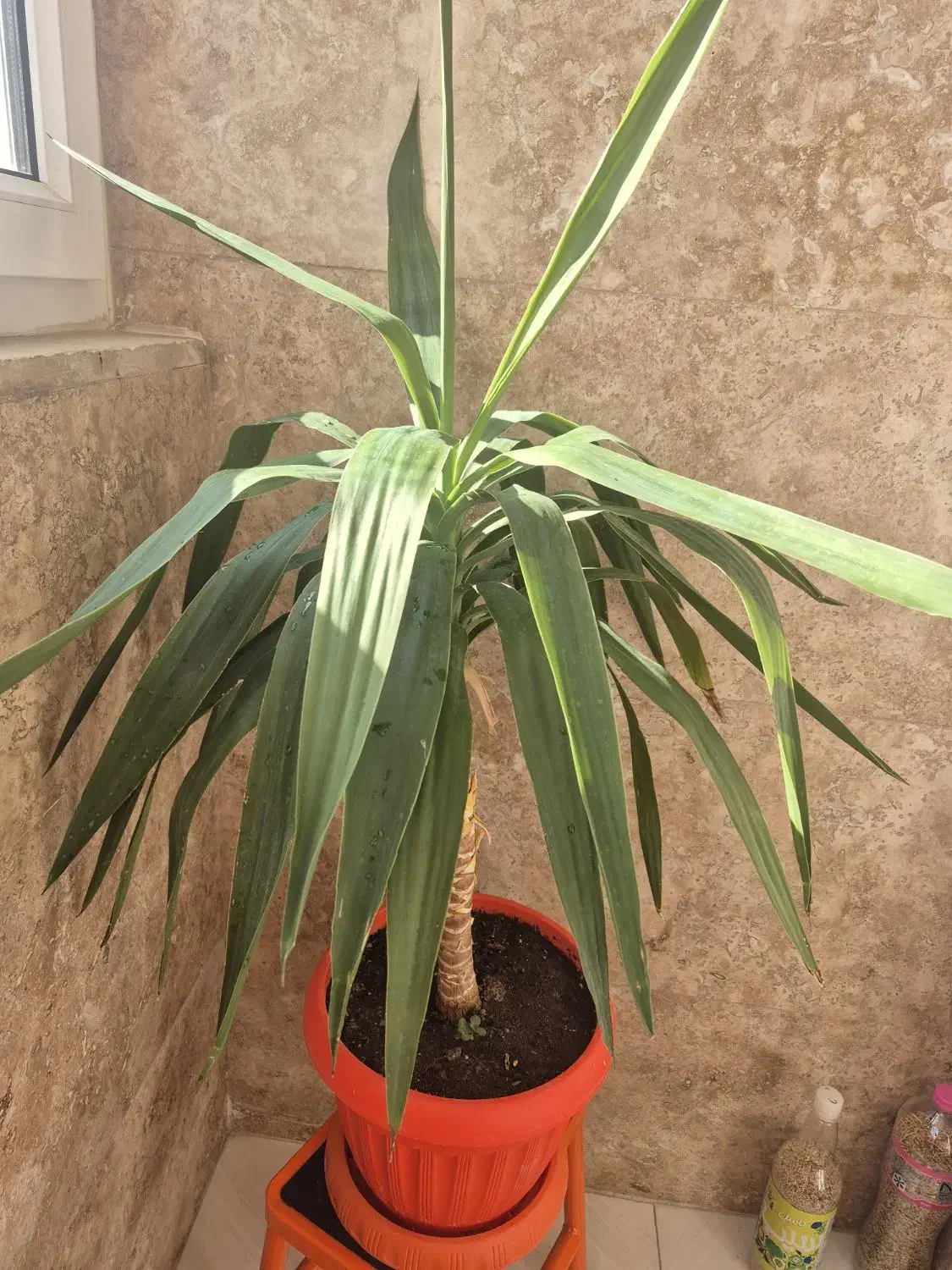 یوکا|گل و گیاه طبیعی|اردبیل, |دیوار