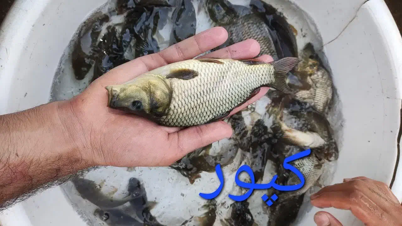 کپور آمور|ماهی|گرگان, |دیوار