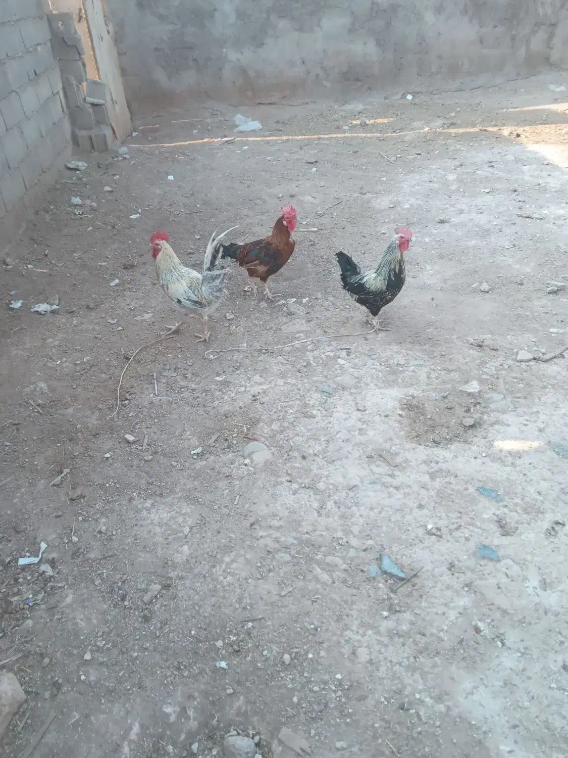 خروس|حیوانات مزرعه|مسجد سلیمان, |دیوار