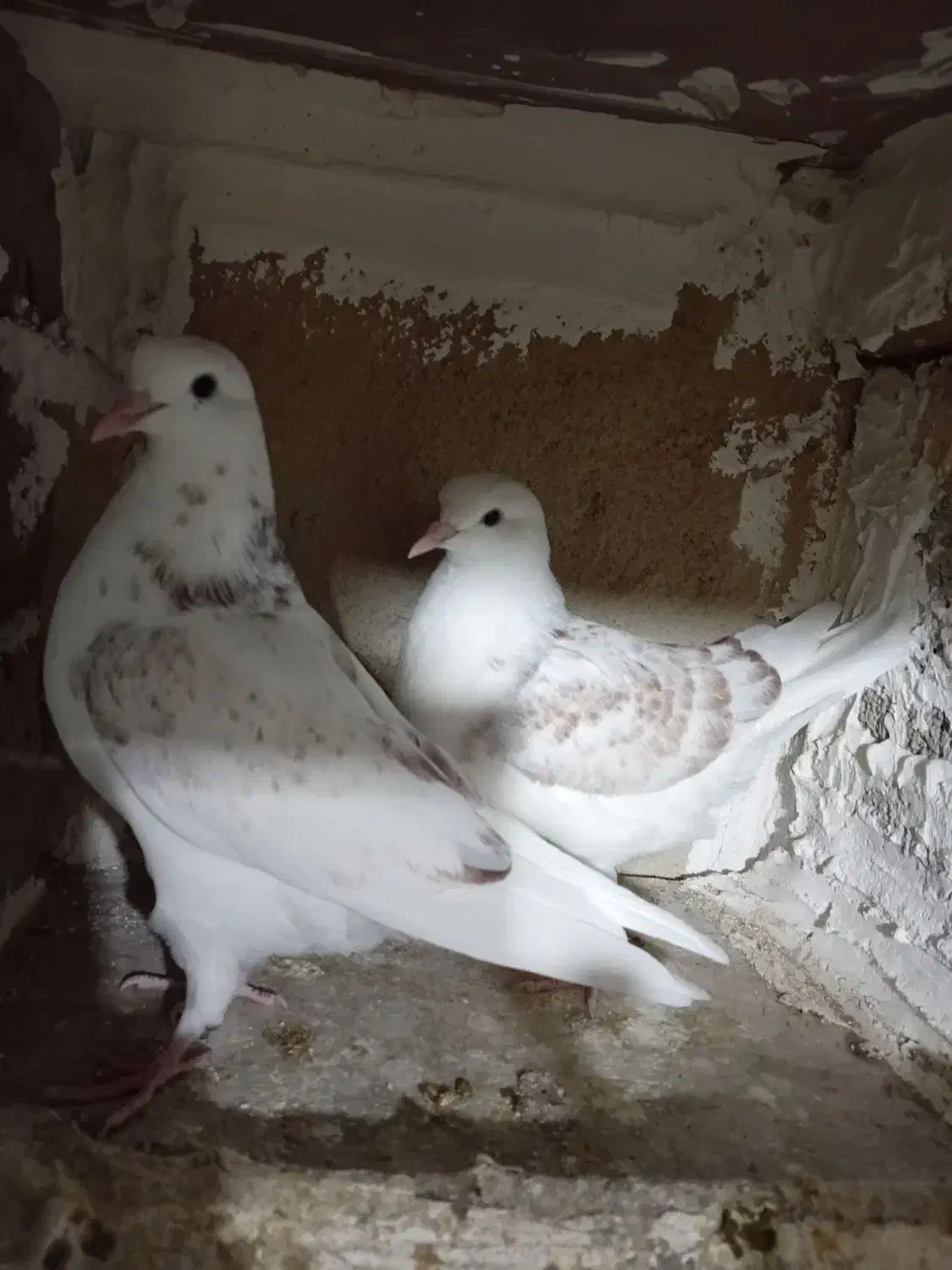 جوجه کفتر|پرنده|نهاوند, |دیوار