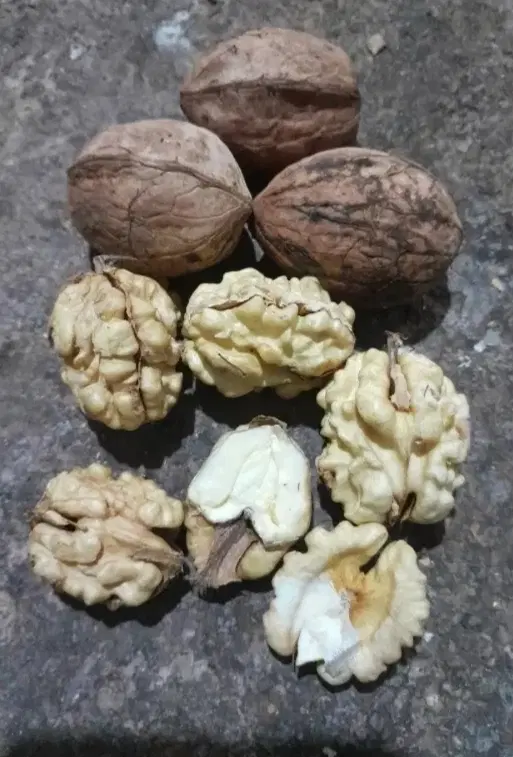 گردو|خوردنی و آشامیدنی|قیدار, |دیوار