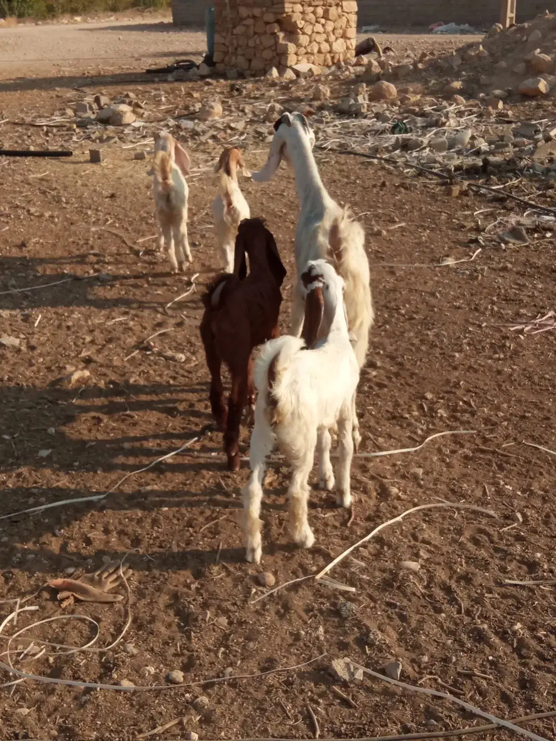 کلر دوقلو|حیوانات مزرعه|کوار, |دیوار