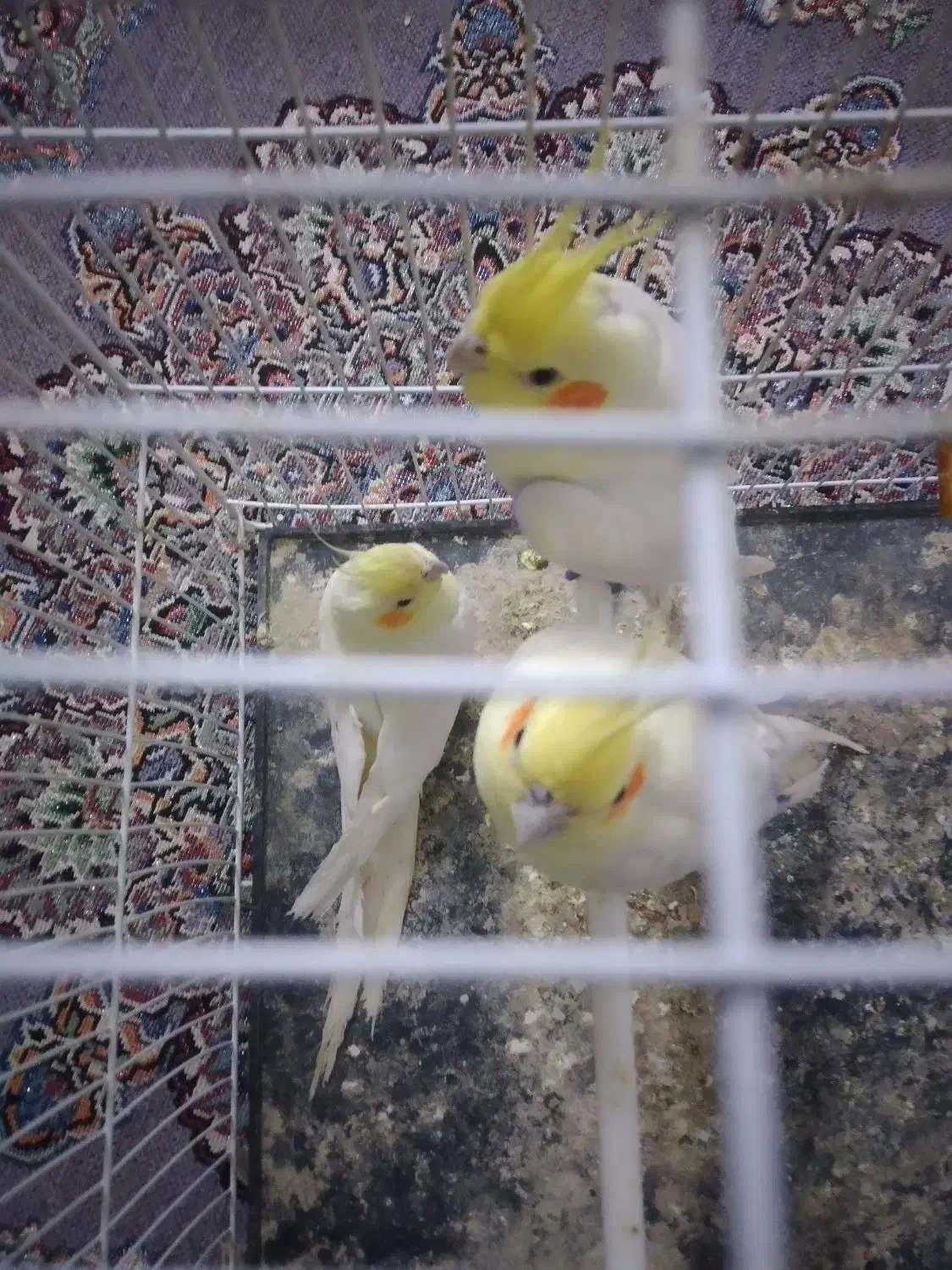 عروس هلندی وکوتوله دستی وسخنگو|پرنده|بیرجند, |دیوار