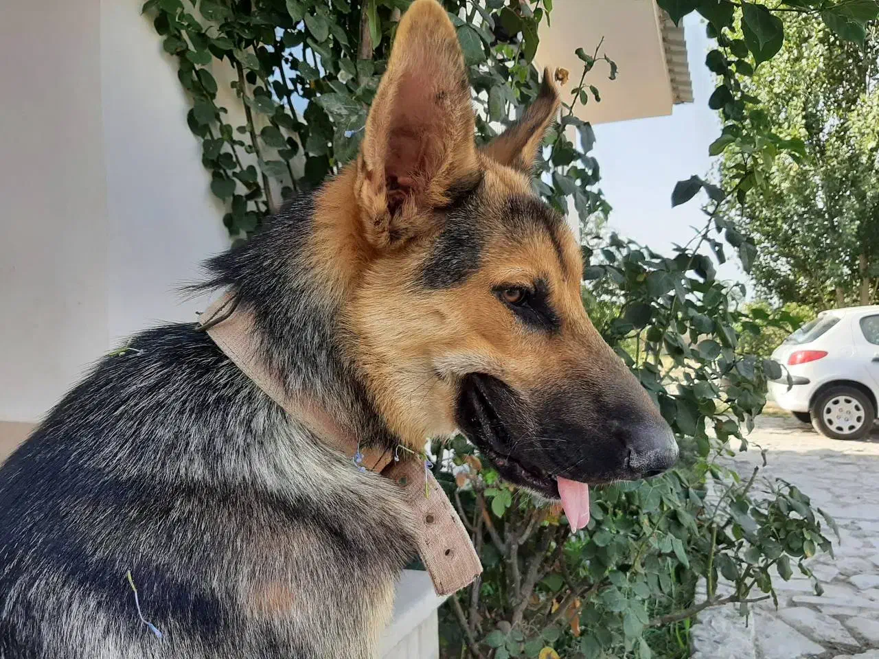 سگ ژرمن گمشده|حیوانات|گرگان, |دیوار