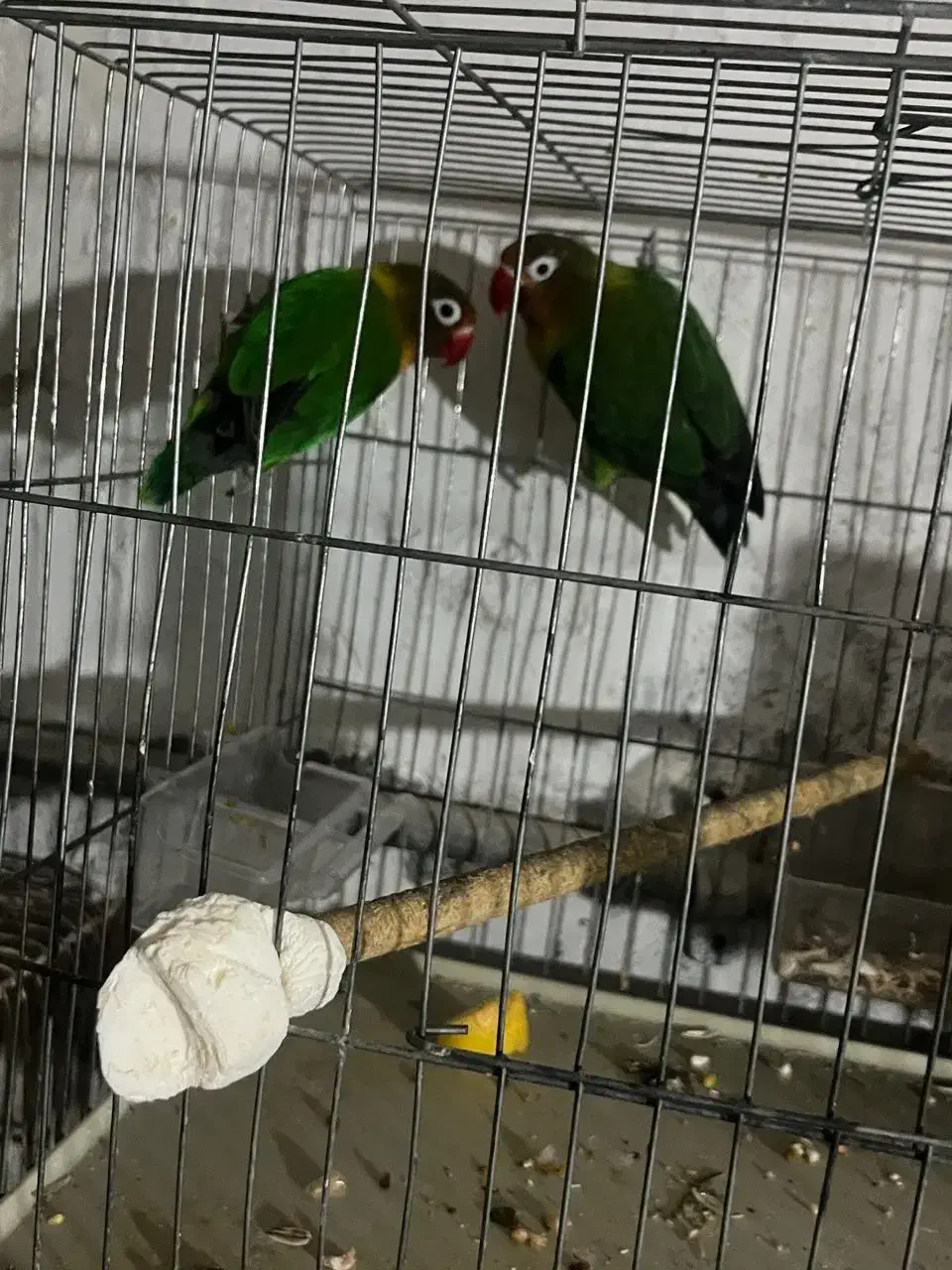 جفت کوتوله نروماده،تضمینی نطفه، آماده تخمگذاری|پرنده|شاهینشهر, حافظ شمالی|دیوار