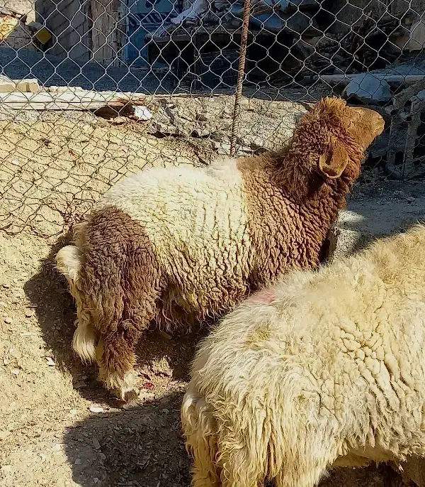 بره|حیوانات مزرعه|ایلام, |دیوار