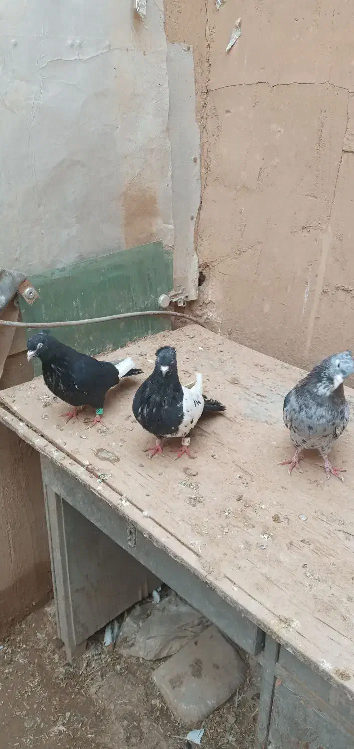 کبوترفروشی|پرنده|آوج, |دیوار