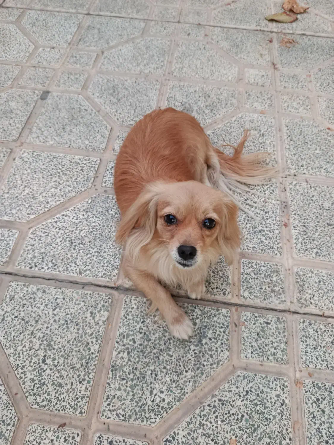 سگ پامر|سگ|مبارکه, |دیوار