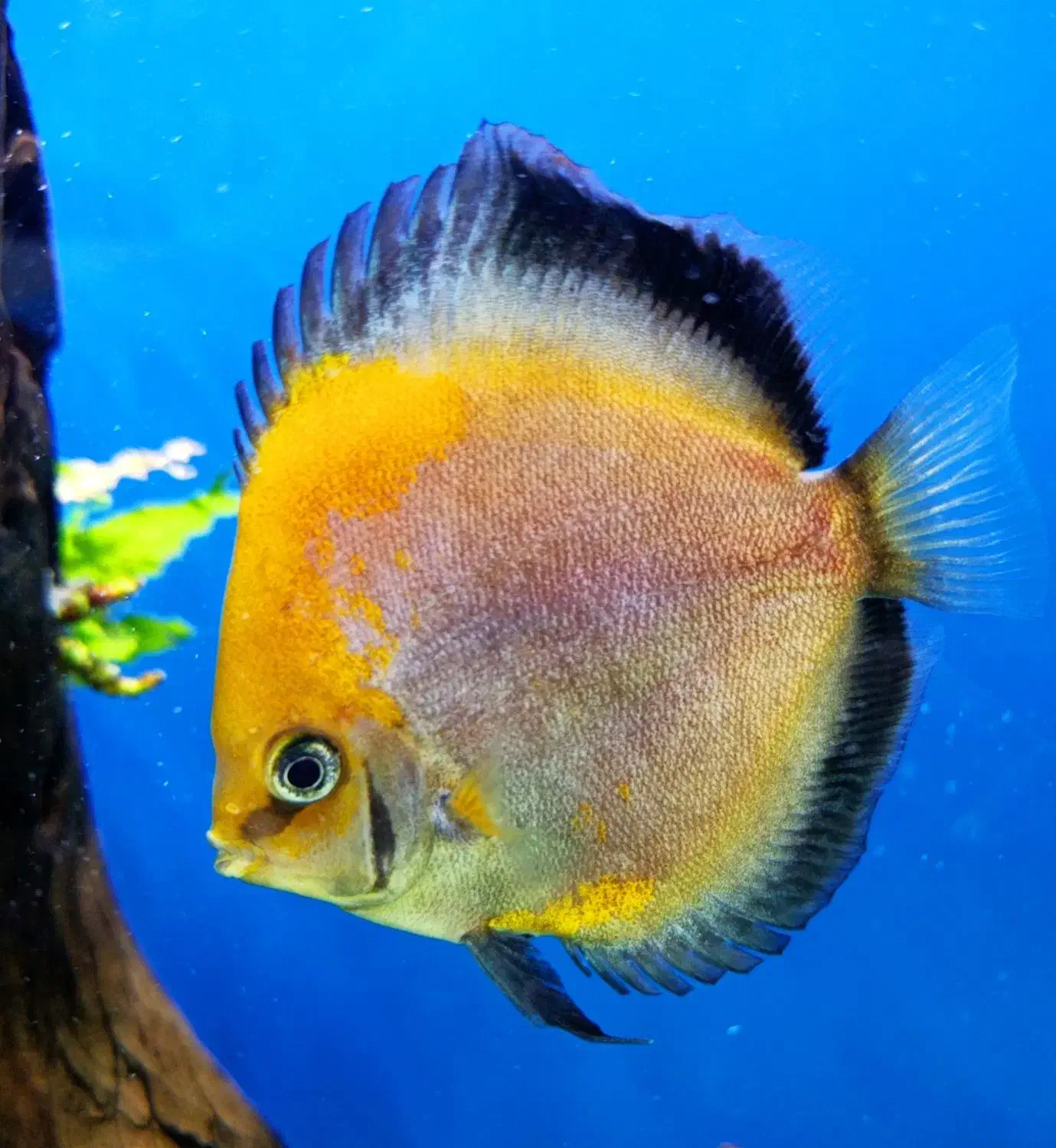 ماهی دیسکس|ماهی|سنندج, |دیوار