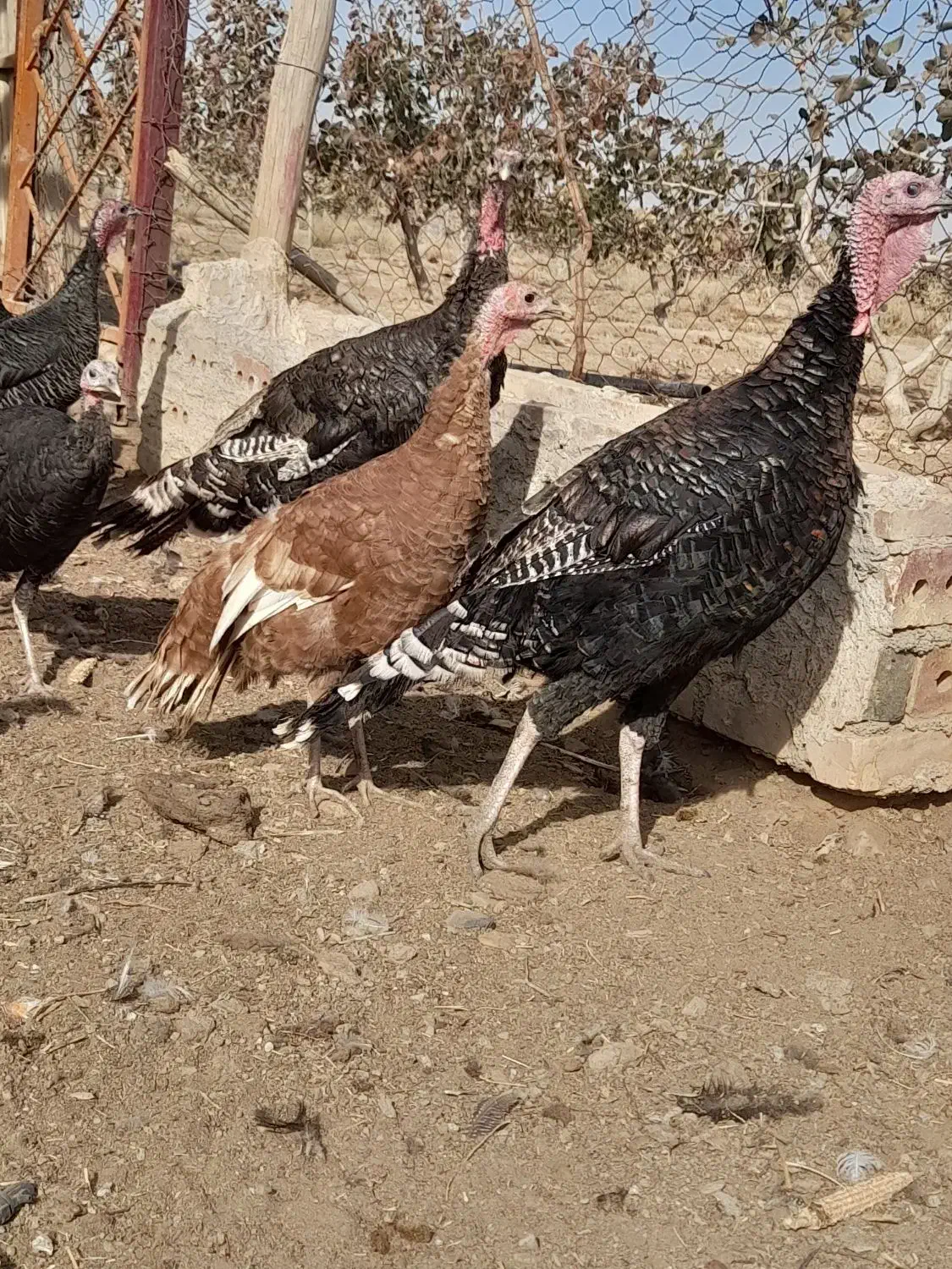 بوقلمون شاخدار غاز|حیوانات مزرعه|تربت جام, میان جام|دیوار