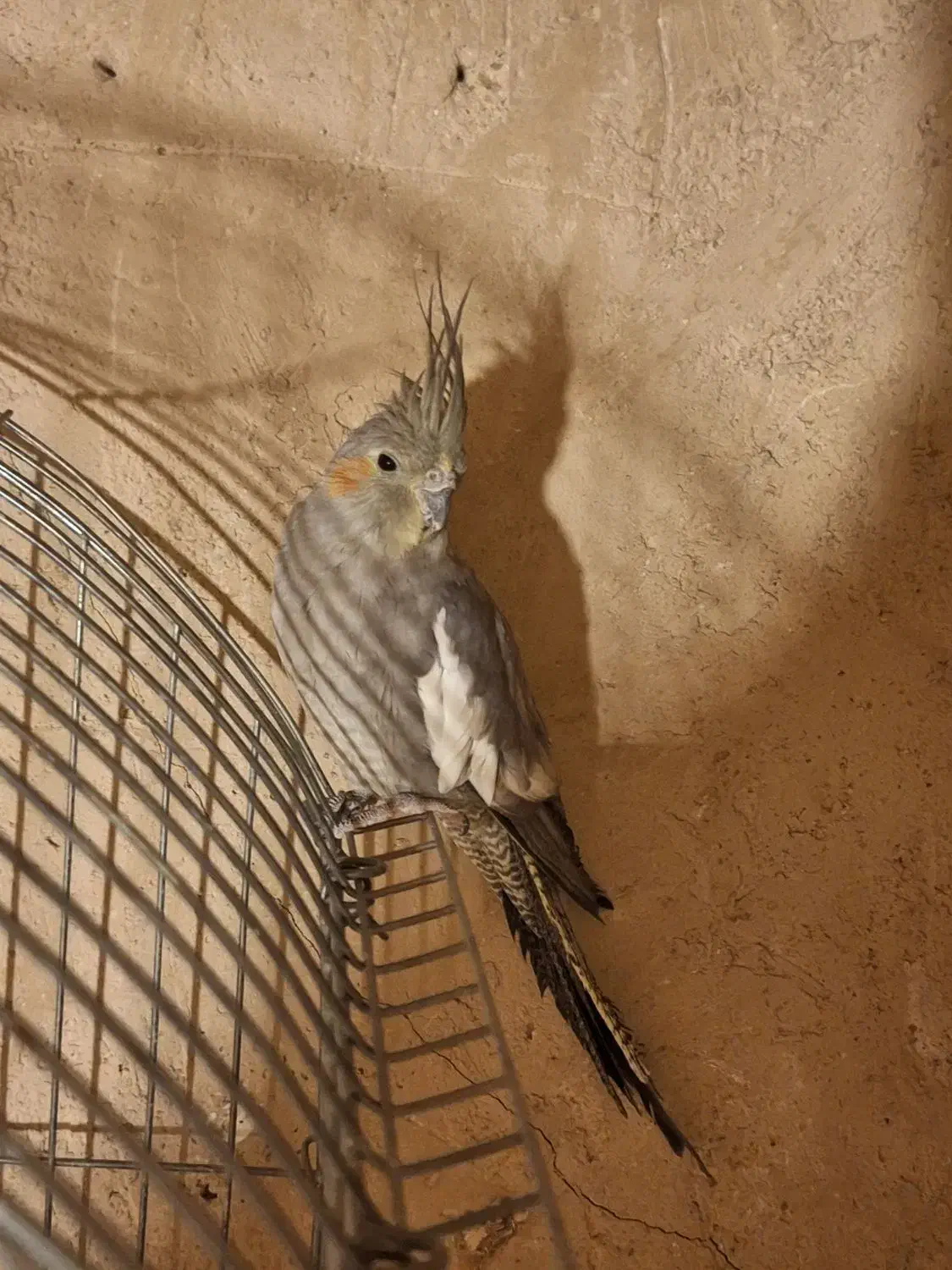 عروس هلندی|پرنده|بروجن, |دیوار