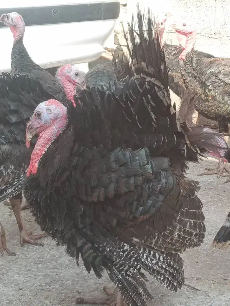 مرغ و بوقلمون|حیوانات مزرعه|دزفول, |دیوار