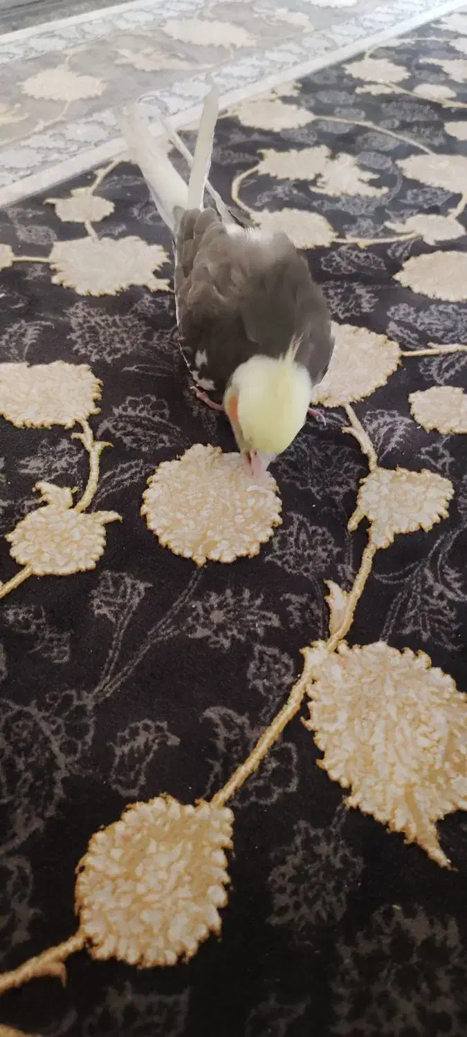 عروس گمشده|پرنده|تهران, مسعودیه|دیوار