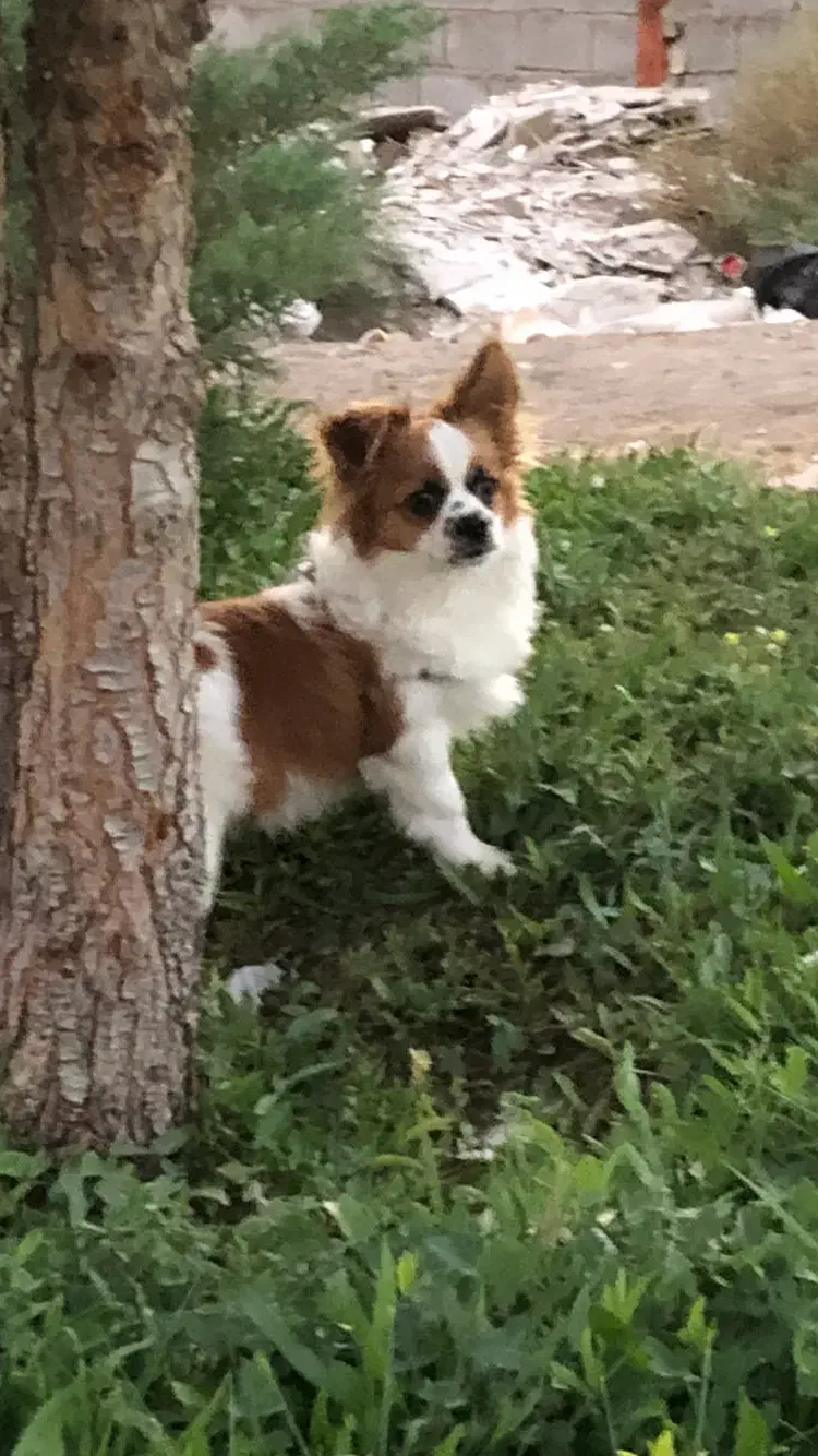 سگ پامر اشپیتز|سگ|سیرجان, |دیوار