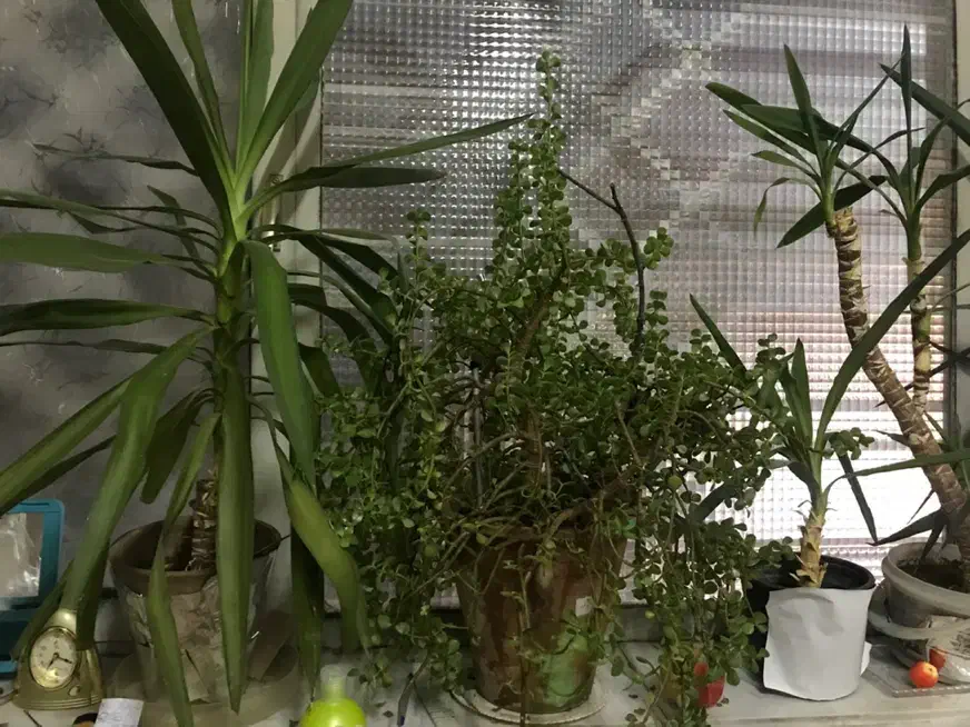 گلدان یوکا فیکوس برگ انجیری خرفه به دلیل مهاجرت|گل و گیاه طبیعی|تبریز, |دیوار