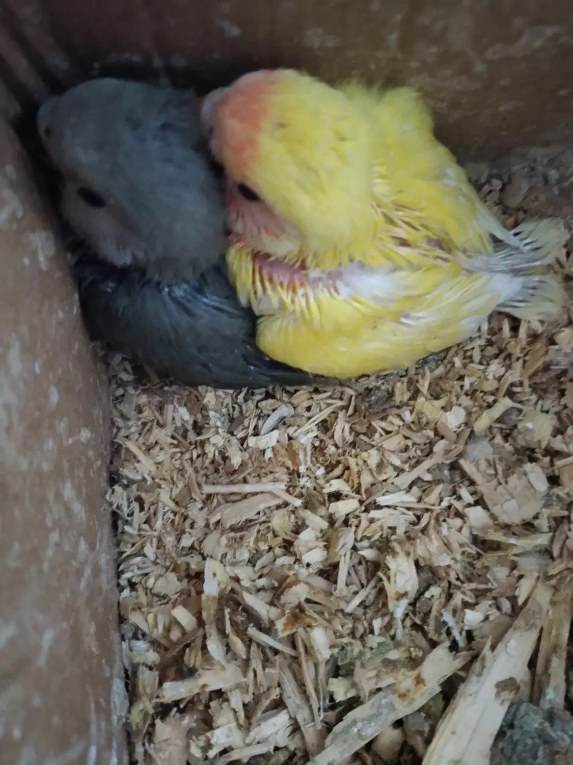 جوجه طوطی برزیلی و عروس هلندی|پرنده|برازجان, |دیوار