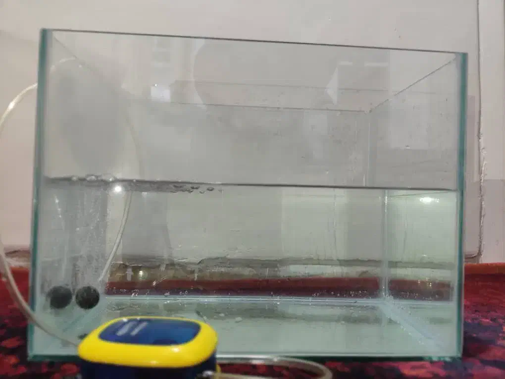 اکواریوم|ماهی|شیراز, دلجو|دیوار