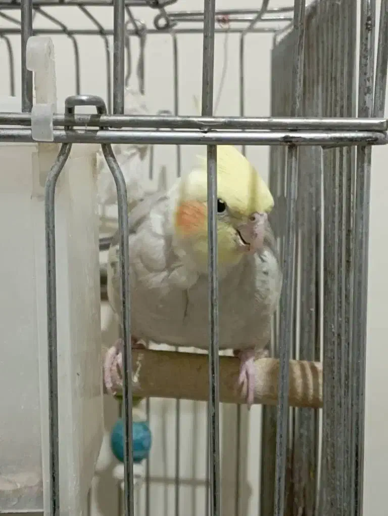 عروس هلندی لوتینو|پرنده|پردیس, فاز ۱۱|دیوار