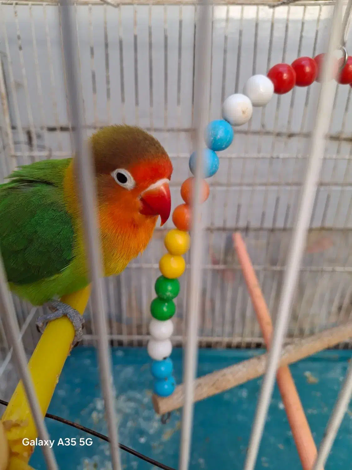 کوتوله|پرنده|مشهد, دریادل|دیوار