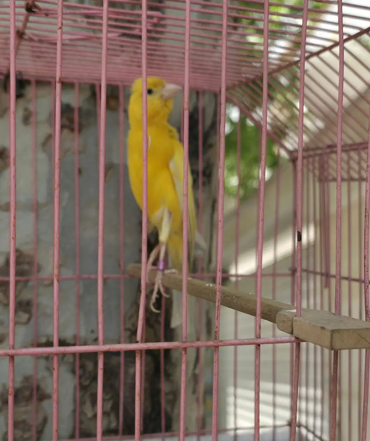 قناری نر|پرنده|تهران, آذری|دیوار