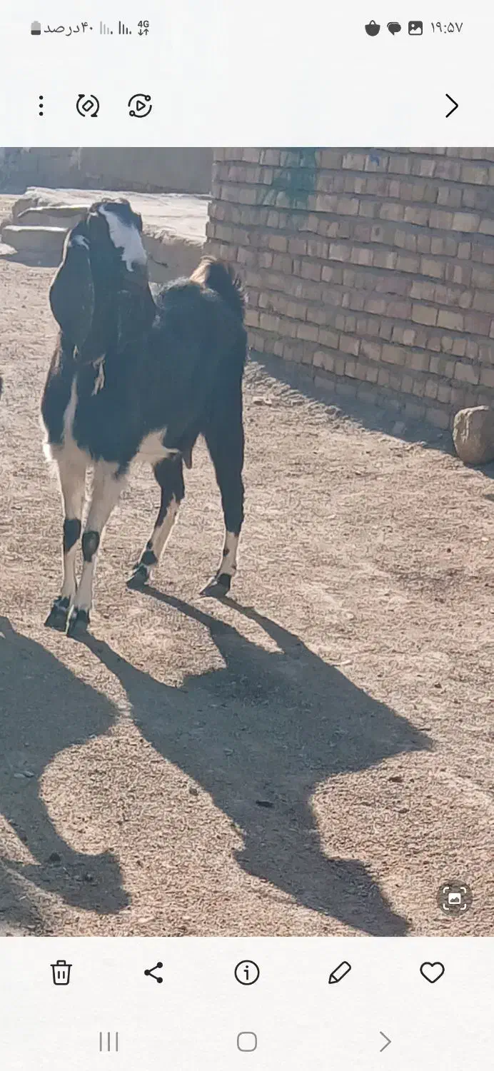 13م|حیوانات مزرعه|تربت جام, معدآباد|دیوار