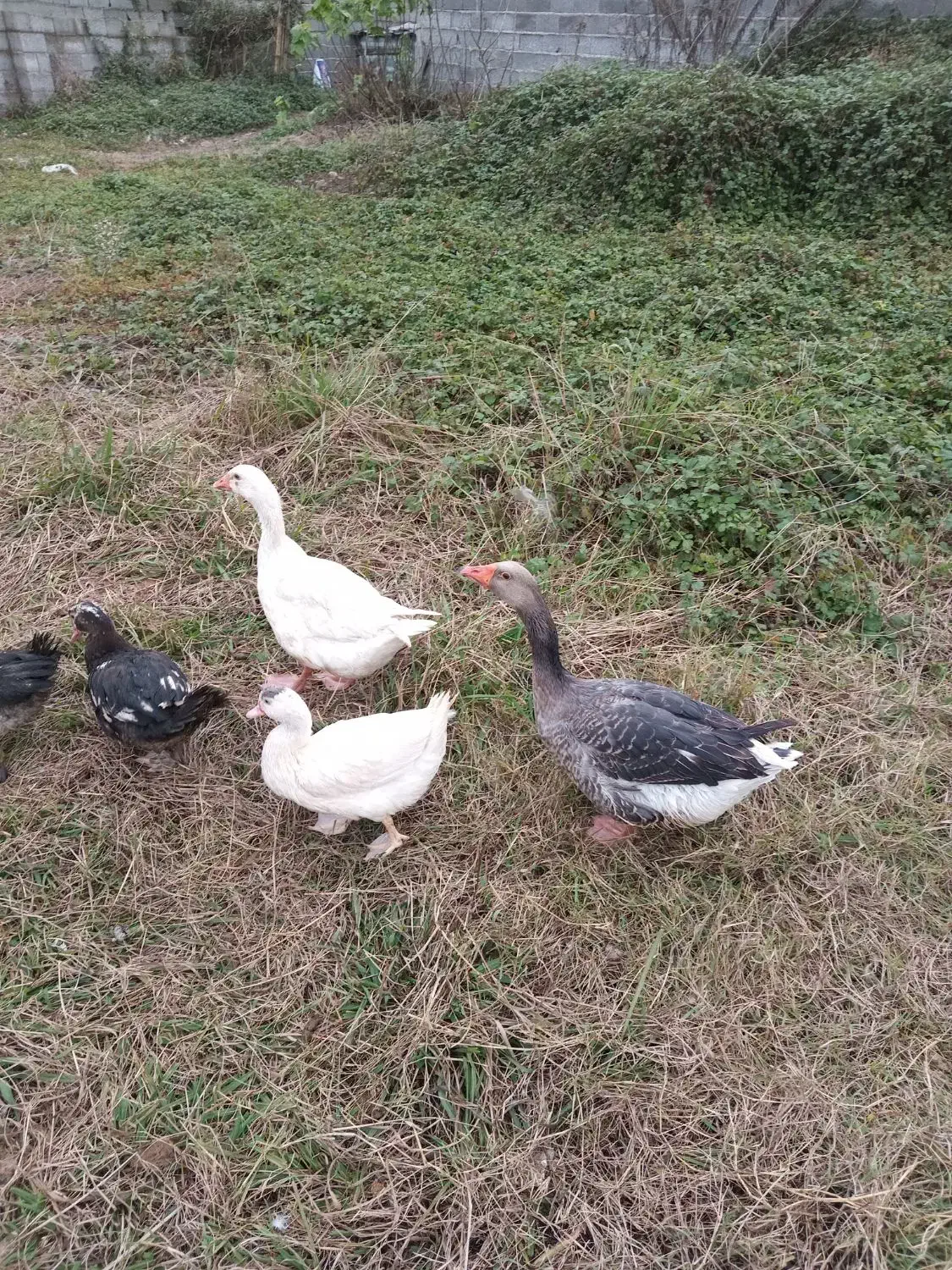 غاز محلی|حیوانات مزرعه|سنگر, |دیوار