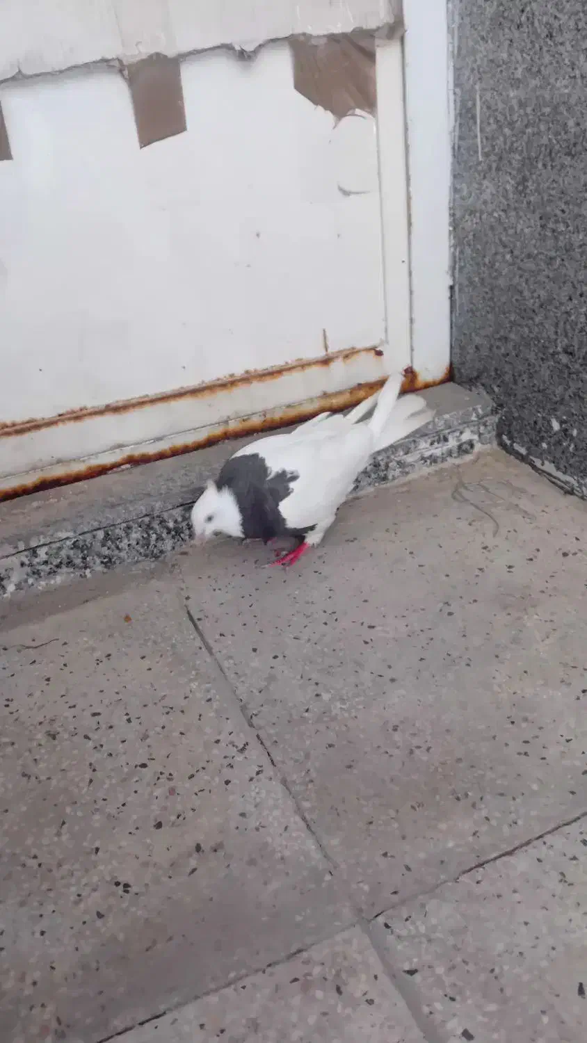 گمشده|حیوانات|اهواز, پردیس دو|دیوار