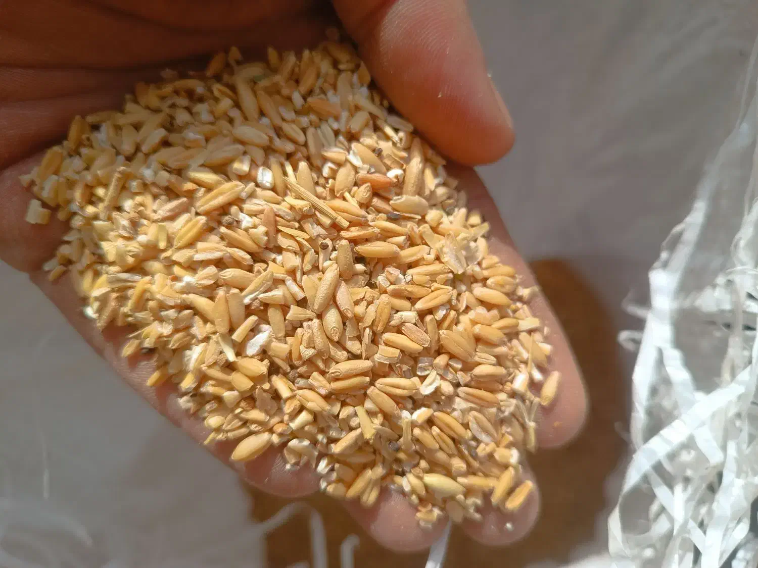 گندم ودانه گندم|گل و گیاه طبیعی|زنجانرود, |دیوار