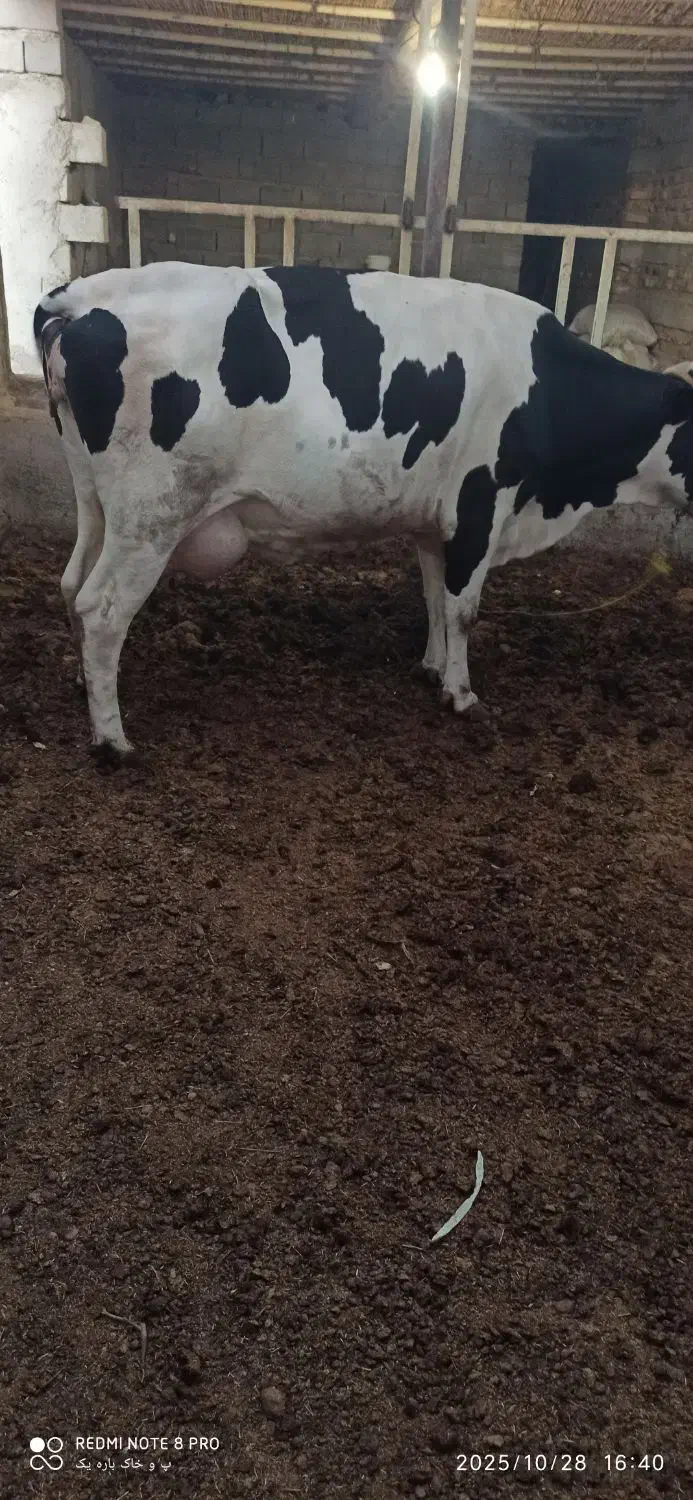گاو زاییده باگوساله ماده|حیوانات مزرعه|زابل, |دیوار