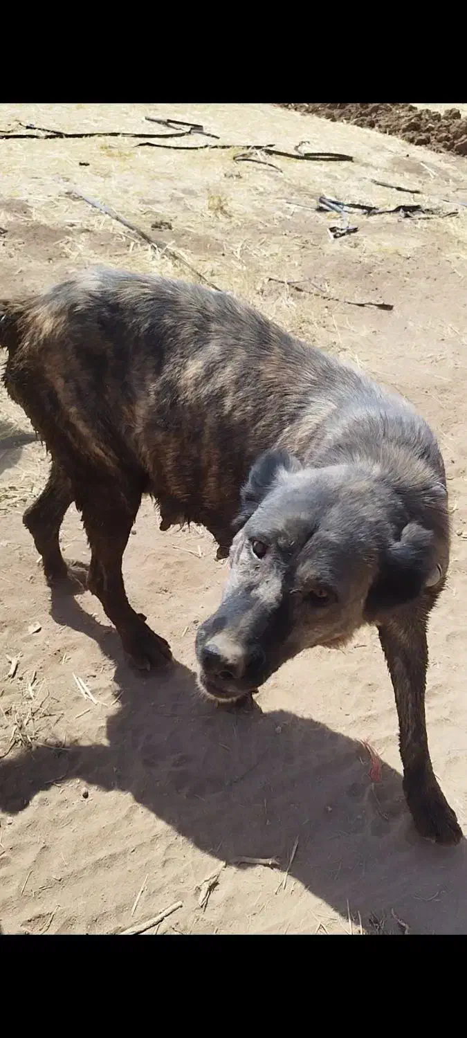 سگ ماده گم شده|حیوانات|ساوه, |دیوار