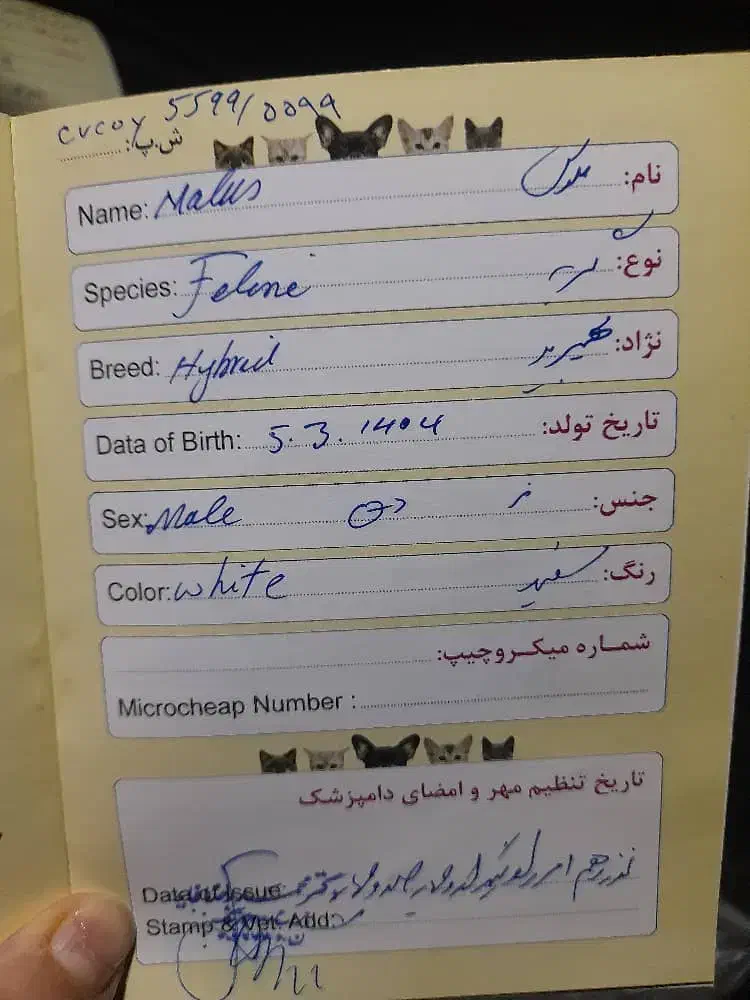 گربه خانگی سفید برفی|گربه|یزد, |دیوار